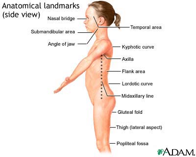 Anatomical landmarks, side view