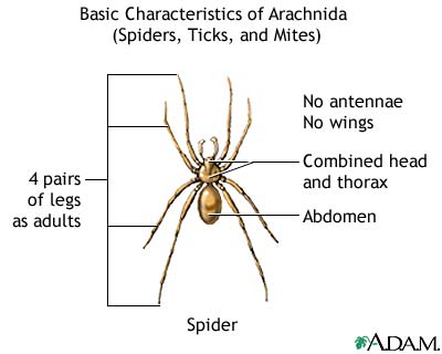 Arachnids, basic features