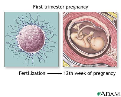 First trimester of pregnancy