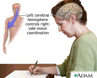 Left cerebral hemisphere - function