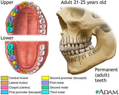 Development of permanent teeth