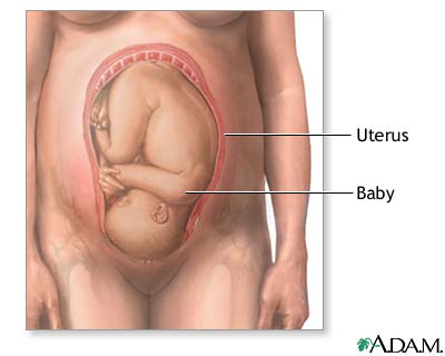 Normal position of the baby