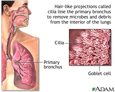Respiratory cilia