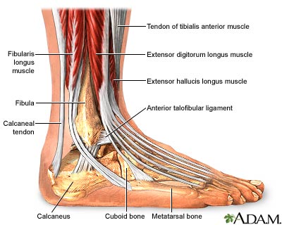 Ankle anatomy