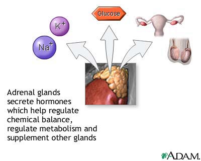 Adrenal gland hormone secretion
