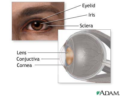 Eye lens anatomy