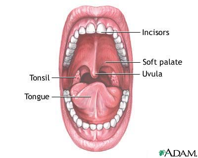 Mouth anatomy