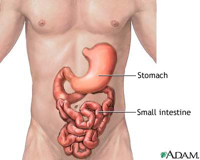 Stomach and small intestine