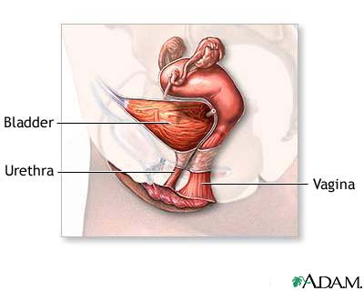 Female reproductive anatomy (mid-sagittal)