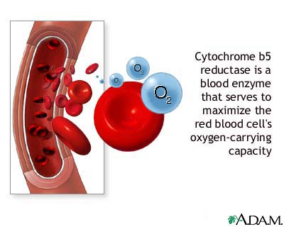 Cytochrome b5 reductase blood test