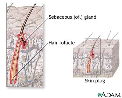 Hair follicle anatomy