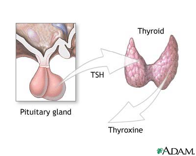 Pituitary and TSH