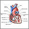 Heart, section through the middle