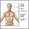 Central nervous system and peripheral nervous system