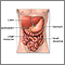 Digestive system organs