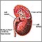 Hypertensive kidney