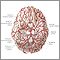 Arteries of the brain