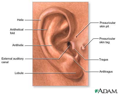 Medical findings based on ear anatomy