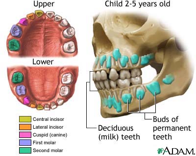 Development of baby teeth