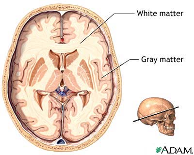 Gray and white matter of the brain