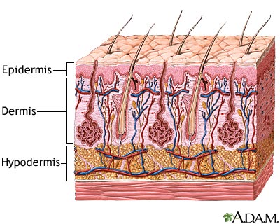 Skin layers