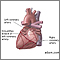 Posterior heart arteries