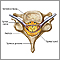 Vertebra and spinal nerves