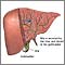 Bile produced in the liver
