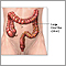 Large intestine anatomy